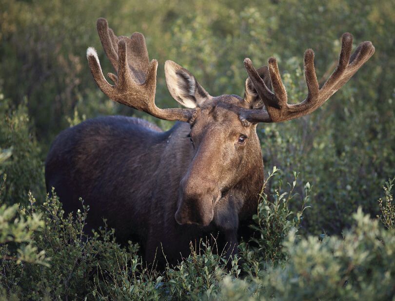N.H. Moose Hunt Lottery deadline is May 27
